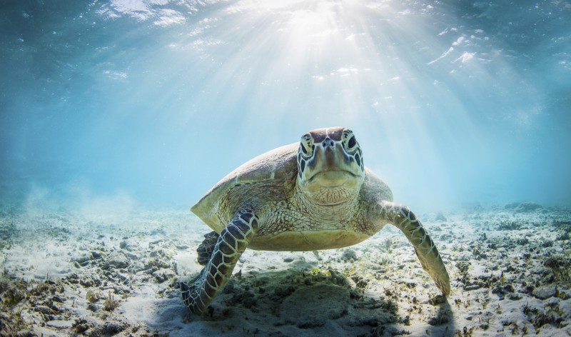 Turtle picture at 800px wide